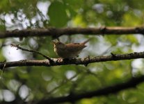 house wren IMG_9304.jpg