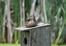 mallard female IMG_9199.jpg