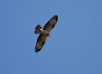 Buzzard Honey ( pernis apivorus) 2a Kremasti Valley Lesvos 180511LQ.jpg