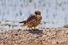 Hobby (falco subuteo) 8 Polichnitos Lesvos 100511LQ.jpg