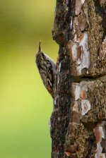 1Treecreeper Short-toed (certhia brachydactyla) 1 Achladeri forest Lesvos 1505111LQ.jpg