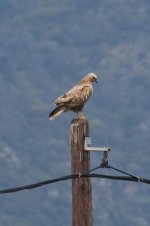 1Buzzard long legged ( buteo rufinus ) 2 Fields Tiskanias River Lesvos 1005111LQ.jpg