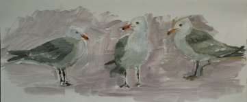 heermanns gull studies_4607.jpg