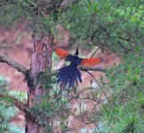 Chestnut-winged Cuckoo.jpg