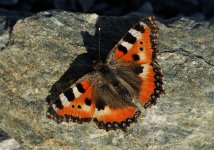 _DSC8079tortoiseshell.jpg