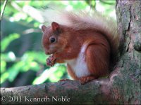 red squirrel ex IMG_5334 (800).JPG