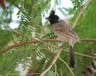 bulbul2.jpg