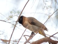 bulbul1.jpg