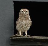 Little Owl P1000087.JPG