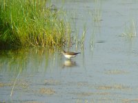 Green Sandpiper Strathbeg.jpg