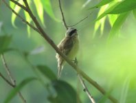 Chinese Penduline Tit.jpg