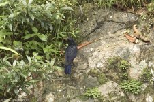 whistlingthrush.jpg