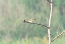 Zitting Cisticola.jpg