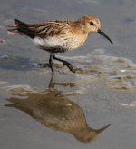 dunlin 4.jpg