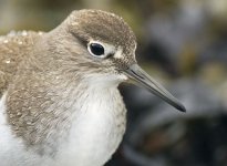 Common Sandpiper BF.jpg