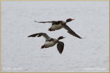 Red-breasted Merganser 4.jpg