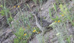 Dusky Grouse us 2.jpg