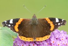 Red Admiral.jpg