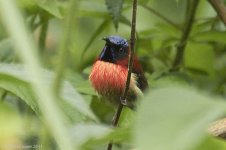 blackthroatedsunbird.jpg