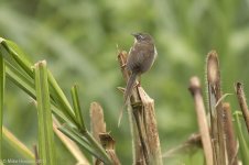 hillprinia.jpg