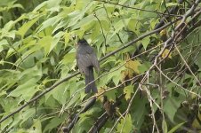 blackBulbul.jpg