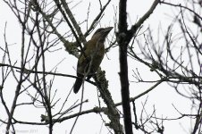 redVentedBarbet.jpg