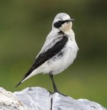 Wheatear IMG_7974_filtered.jpg