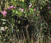 Rufous Bush Robin....record pic! [].JPG