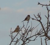 Woodchat Shrike (m&f) (2) [].JPG