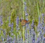 Monarch butterfly. Silves [].JPG