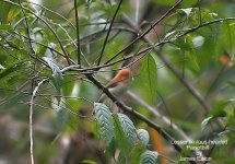 Lesser Rufous-headed Parrotbill-1_filtered.jpg