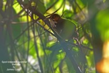 spot-breasted Scimitar Babbler-james_filtered-1.jpg