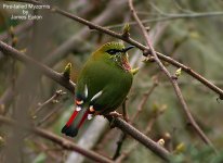 Fire-tailed Myzornis-James_filtered-1.jpg