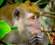 P1160683-monkey-6x4.jpg