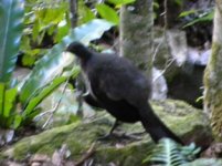 Superb Lyrebird - melanistic query.JPG