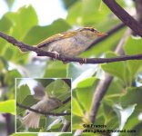 Kloss's Warbler.jpg