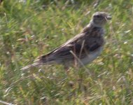 5Dii-1_4295 is it a Stone curlew - Islay, Ardnave.jpg