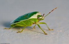 GreenShieldBugspSK1000.jpg