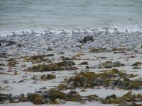 Resting-Terns.jpg