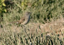 Karoo-Scrub-robin.jpg