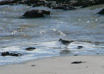 Foraging-White-fronted-Plover.jpg