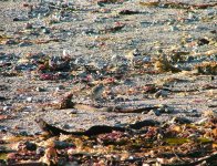 Kittlitz & Ringed Plovers.jpg