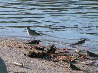 Grey-Plover.jpg