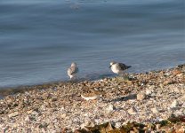 Sanderlings-&-Turnstone.jpg