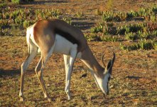 Cape-Wagtails-&-Springbok.jpg