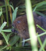 Water Vole SDC18854.jpg