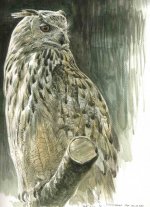 siberian eagle owl 1.jpg