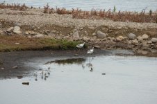 web-avocet.jpg