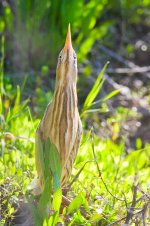 LittleBittern1SI800.jpg