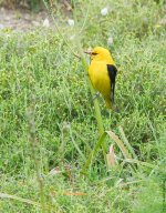 GoldenOriole1SI800.jpg